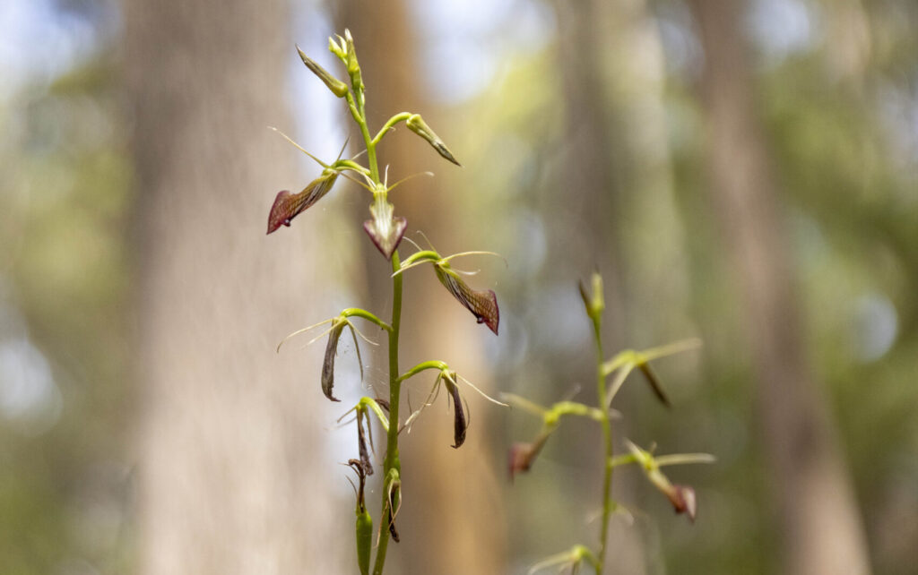 Wow Wilderness EcoAdventures (Base Imagery)_high res-126